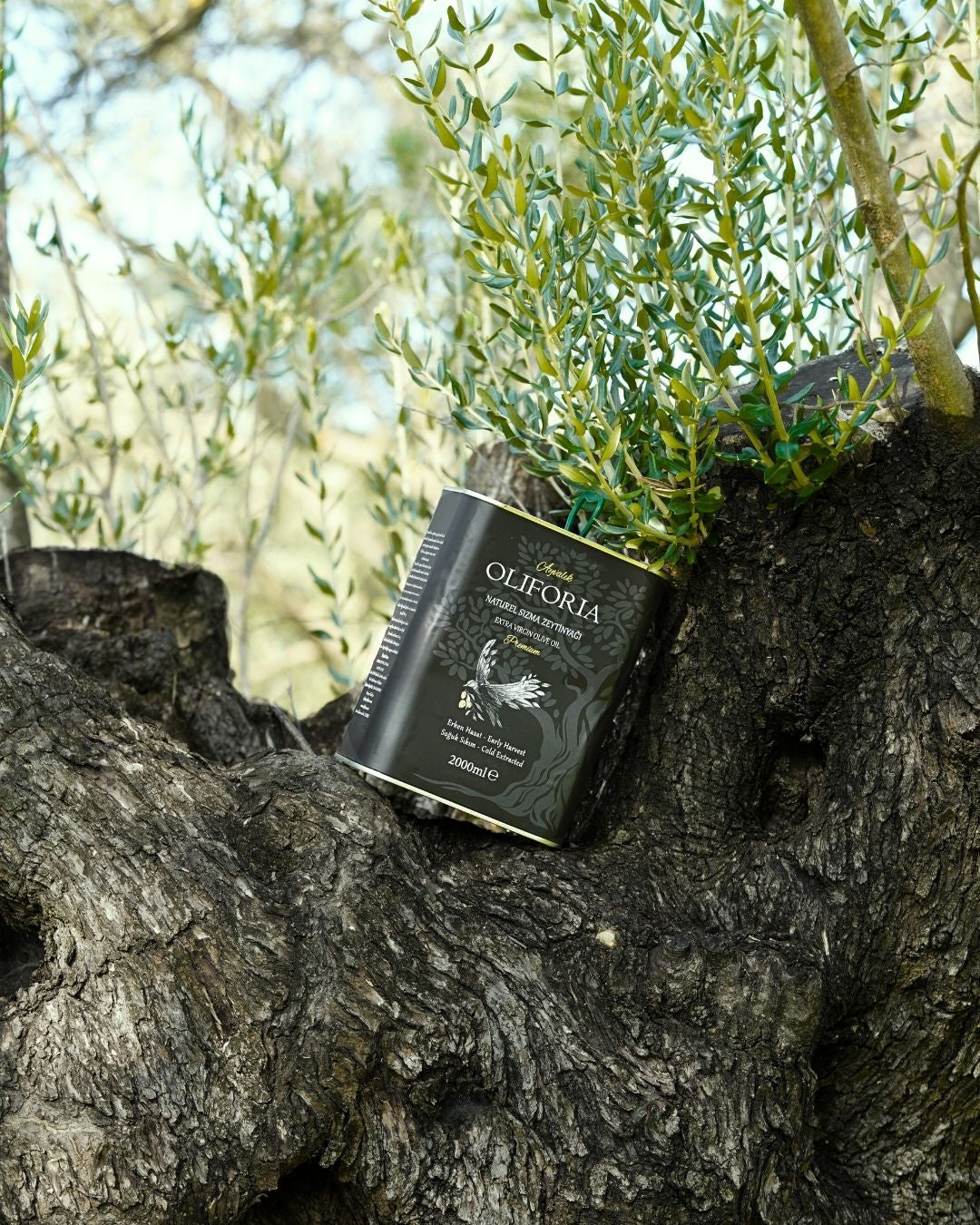 Oliforia Erken Hasat Soğuk Sıkım Filtresiz Naturel Sızma Zeytinyağı 2 Litre