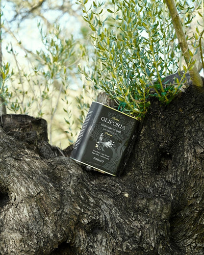 Oliforia Erken Hasat Soğuk Sıkım Filtresiz Naturel Sızma Zeytinyağı 2 Litre